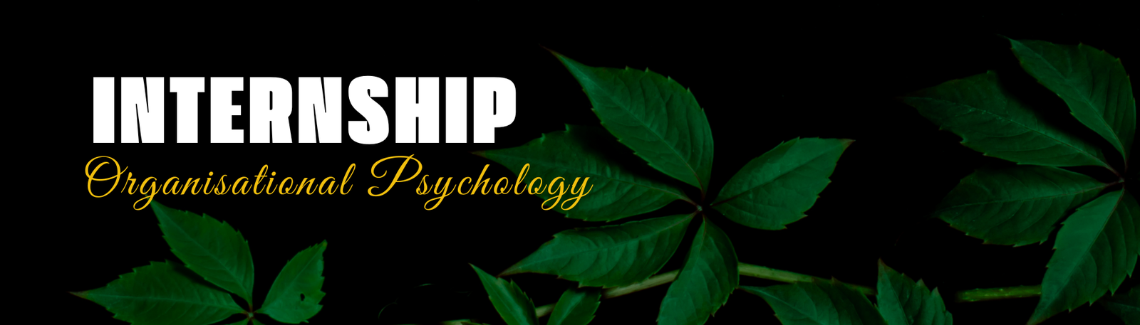 Organisational Psychology Internship